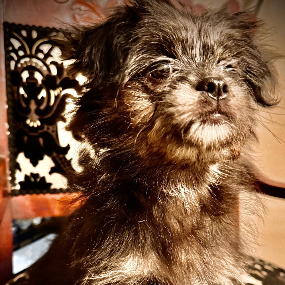 Meet your Posher, Dr.BB Dance Therapist Dog